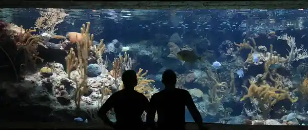Large Custom Aquarium